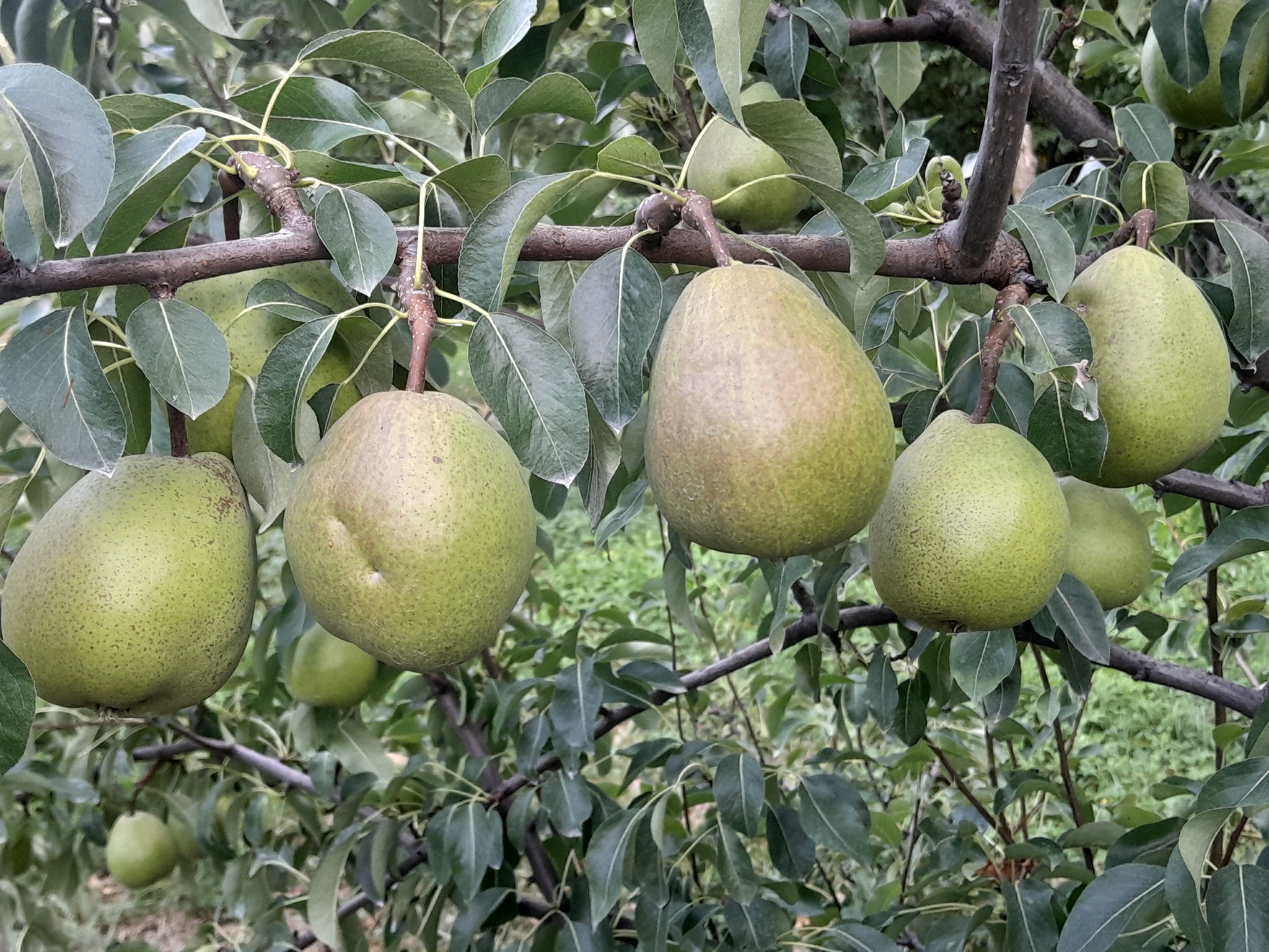 doyene