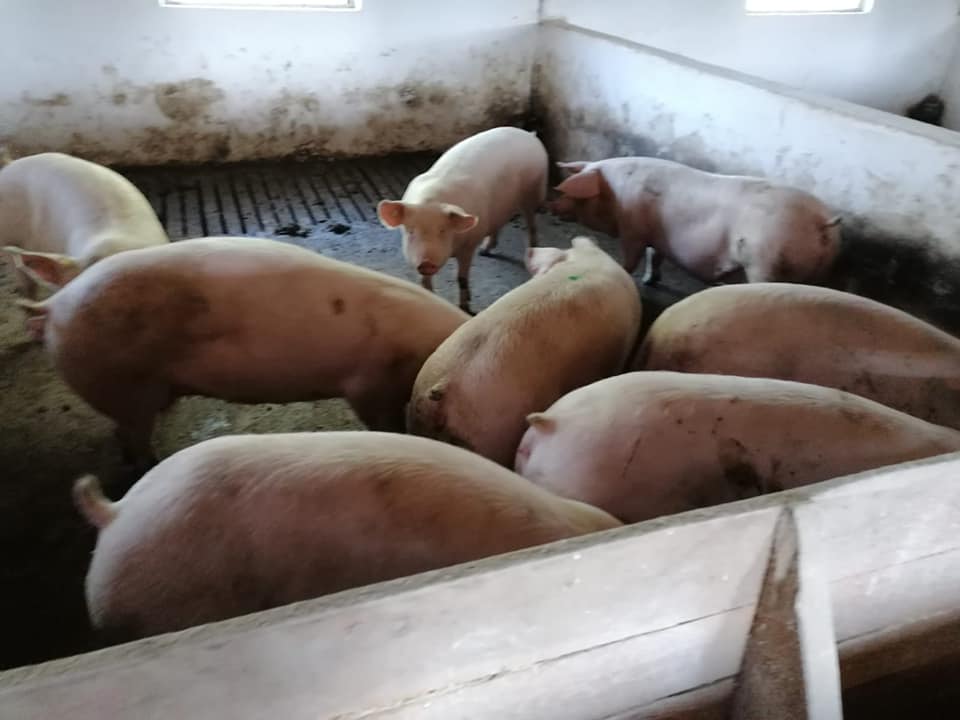 kušić promet svinje