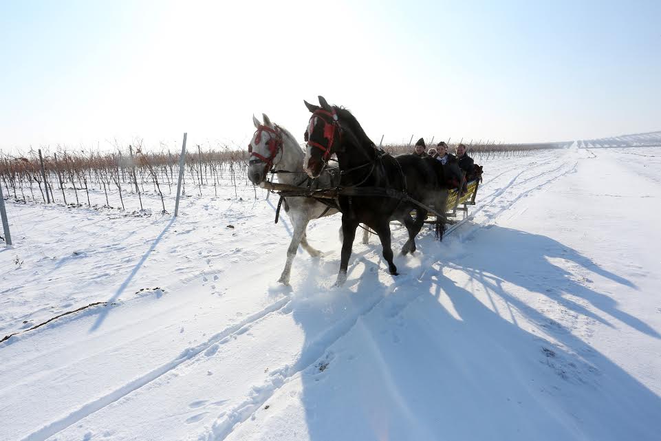 vinc belj1
