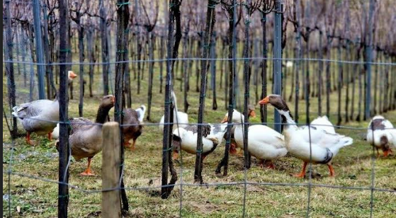 vino glavica vinograd eko