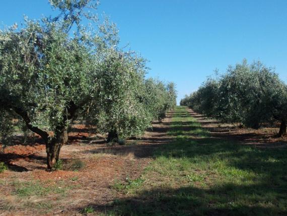 Reportaža: Agrokorovi maslinici i uljara