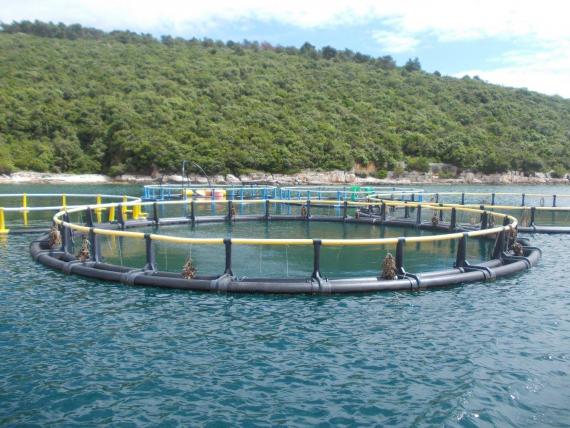 Cromaris ostvario prodaju od 10 tisuća tona ribe