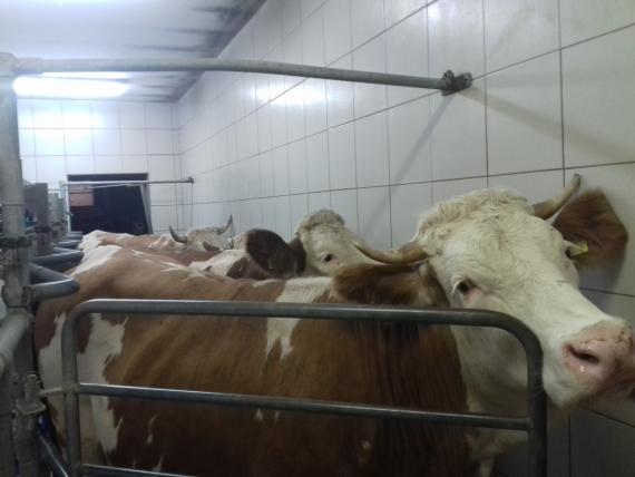 Čudno - Belje ima mljekaru pa kupi mljekaru koju nitko nije htio