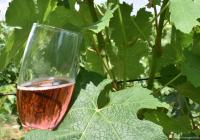 WINE &amp; BIKE TOUR ERDUT